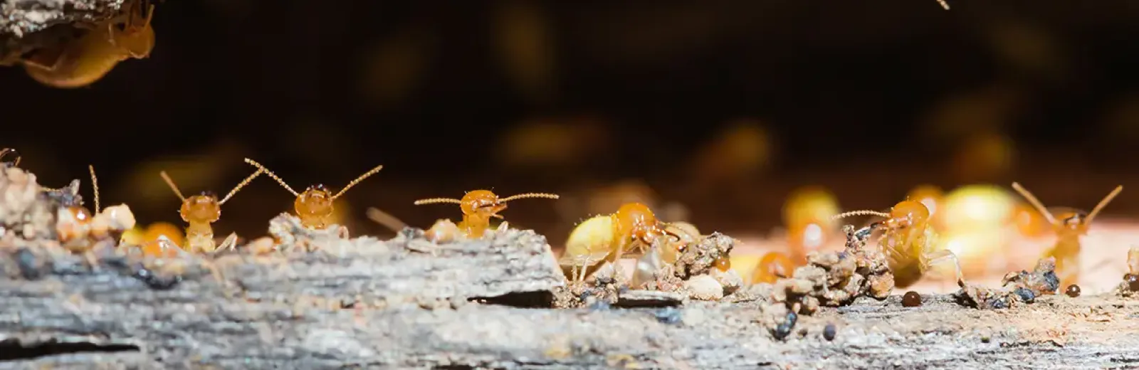 termites in wood