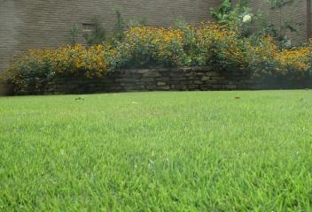 tree and shrub