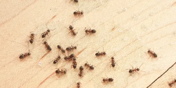 ants on the floor